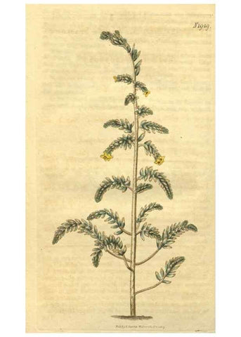 Reproducción/Reproduction 35149153946: Curtis's botanical magazine.. London ; New York [etc.] :Academic Press [etc.]