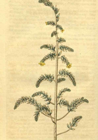 Reproducción/Reproduction 35149153946: Curtis's botanical magazine.. London ; New York [etc.] :Academic Press [etc.]