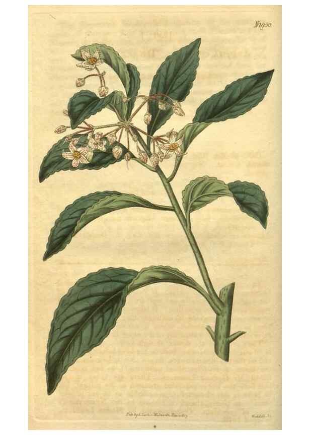Reproducción/Reproduction 35149154926: Curtis's botanical magazine.. London ; New York [etc.] :Academic Press [etc.]