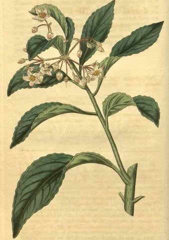 Reproducción/Reproduction 35149154926: Curtis's botanical magazine.. London ; New York [etc.] :Academic Press [etc.]