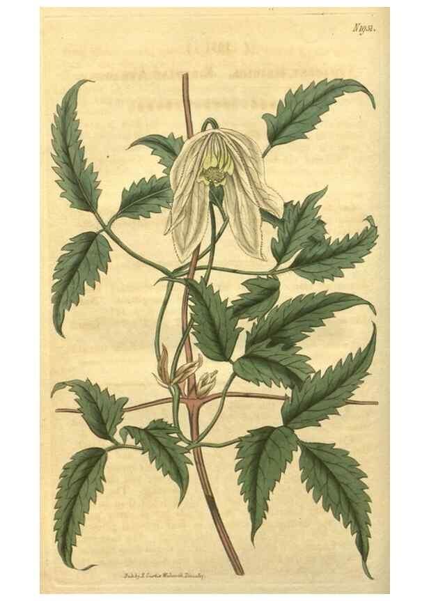 Reproducción/Reproduction 34802828360: Curtis's botanical magazine.. London ; New York [etc.] :Academic Press [etc.]