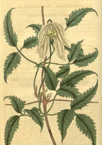 Reproducción/Reproduction 34802828360: Curtis's botanical magazine.. London ; New York [etc.] :Academic Press [etc.]