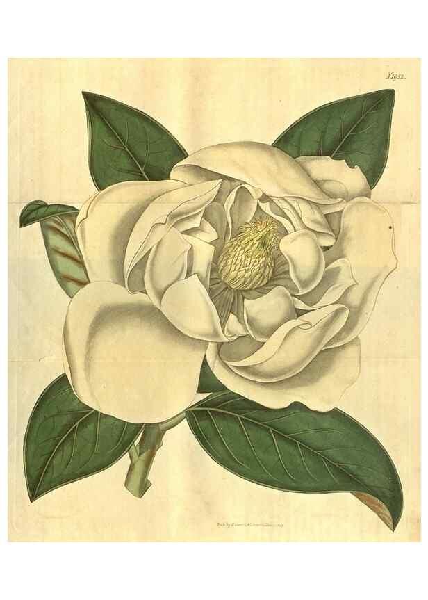 Reproducción/Reproduction 34802830680: Curtis's botanical magazine.. London ; New York [etc.] :Academic Press [etc.]
