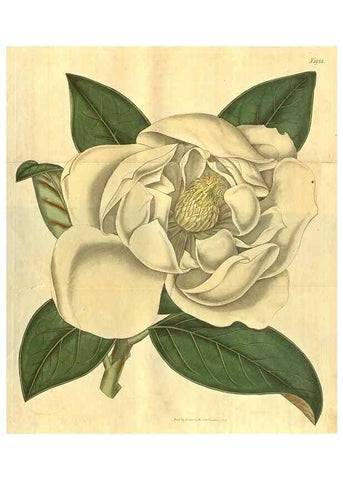 Reproducción/Reproduction 34802830680: Curtis's botanical magazine.. London ; New York [etc.] :Academic Press [etc.]