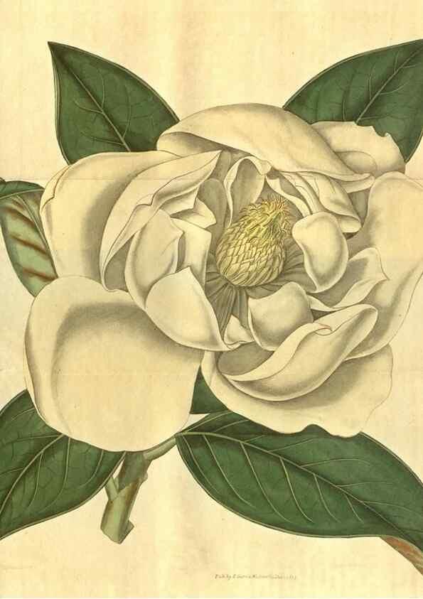 Reproducción/Reproduction 34802830680: Curtis's botanical magazine.. London ; New York [etc.] :Academic Press [etc.]