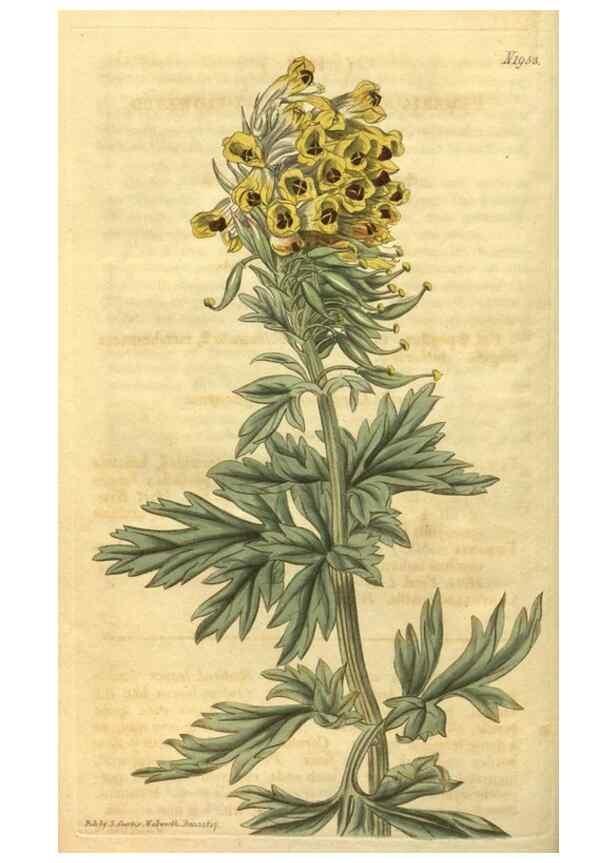 Reproducción/Reproduction 35024154882: Curtis's botanical magazine.. London ; New York [etc.] :Academic Press [etc.]