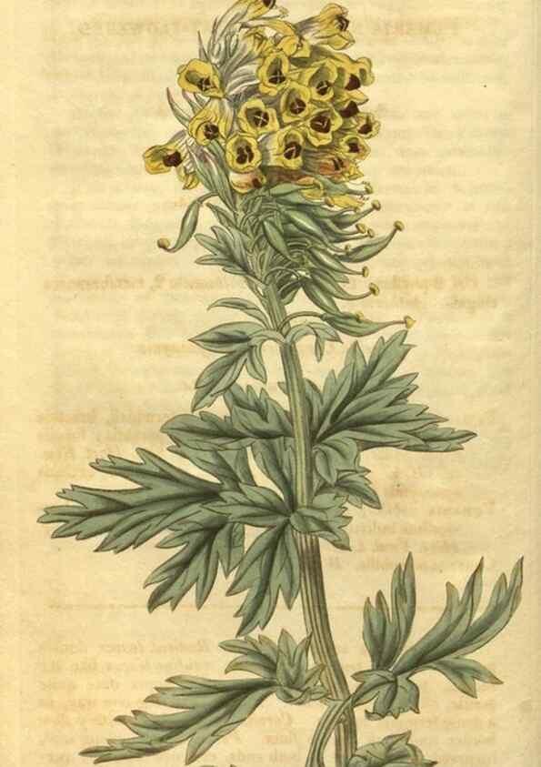 Reproducción/Reproduction 35024154882: Curtis's botanical magazine.. London ; New York [etc.] :Academic Press [etc.]