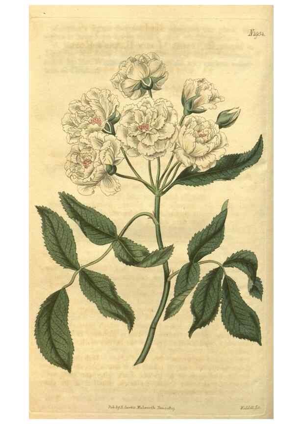 Reproducción/Reproduction 34802836820: Curtis's botanical magazine.. London ; New York [etc.] :Academic Press [etc.]