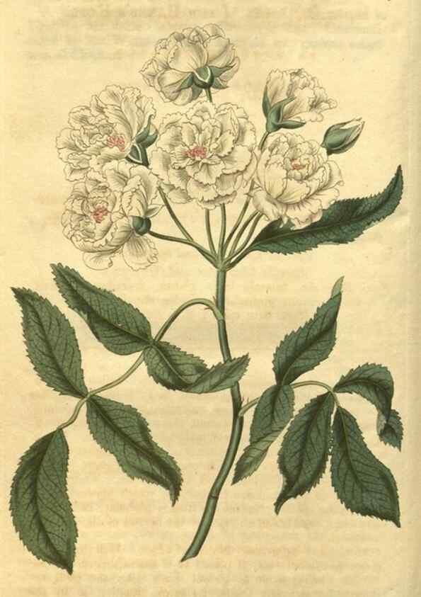 Reproducción/Reproduction 34802836820: Curtis's botanical magazine.. London ; New York [etc.] :Academic Press [etc.]