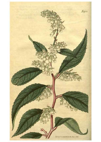 Reproducción/Reproduction 34802839820: Curtis's botanical magazine.. London ; New York [etc.] :Academic Press [etc.]