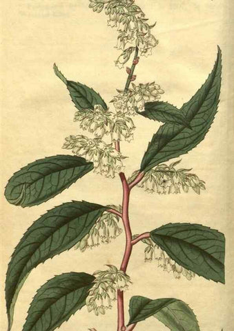Reproducción/Reproduction 34802839820: Curtis's botanical magazine.. London ; New York [etc.] :Academic Press [etc.]