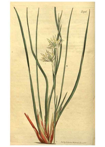 Reproducción/Reproduction 34802842290: Curtis's botanical magazine.. London ; New York [etc.] :Academic Press [etc.]