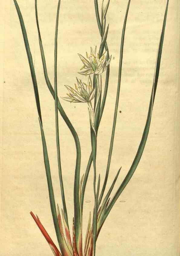 Reproducción/Reproduction 34802842290: Curtis's botanical magazine.. London ; New York [etc.] :Academic Press [etc.]