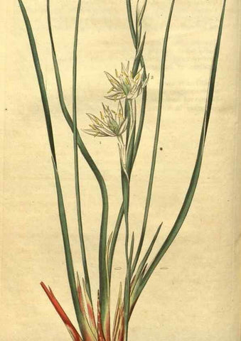Reproducción/Reproduction 34802842290: Curtis's botanical magazine.. London ; New York [etc.] :Academic Press [etc.]