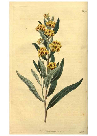 Reproducción/Reproduction 34802845040: Curtis's botanical magazine.. London ; New York [etc.] :Academic Press [etc.]