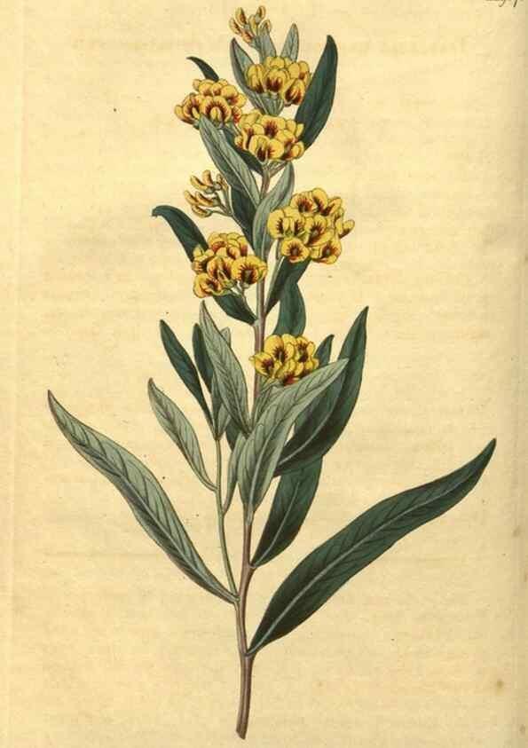 Reproducción/Reproduction 34802845040: Curtis's botanical magazine.. London ; New York [etc.] :Academic Press [etc.]