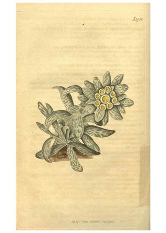 Reproducción/Reproduction 34802847590: Curtis's botanical magazine.. London ; New York [etc.] :Academic Press [etc.]