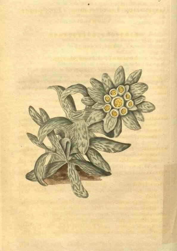 Reproducción/Reproduction 34802847590: Curtis's botanical magazine.. London ; New York [etc.] :Academic Press [etc.]