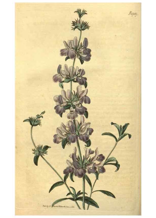 Reproducción/Reproduction 34344774284: Curtis's botanical magazine.. London ; New York [etc.] :Academic Press [etc.]
