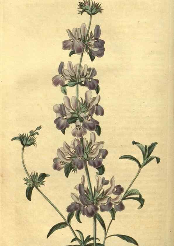 Reproducción/Reproduction 34344774284: Curtis's botanical magazine.. London ; New York [etc.] :Academic Press [etc.]
