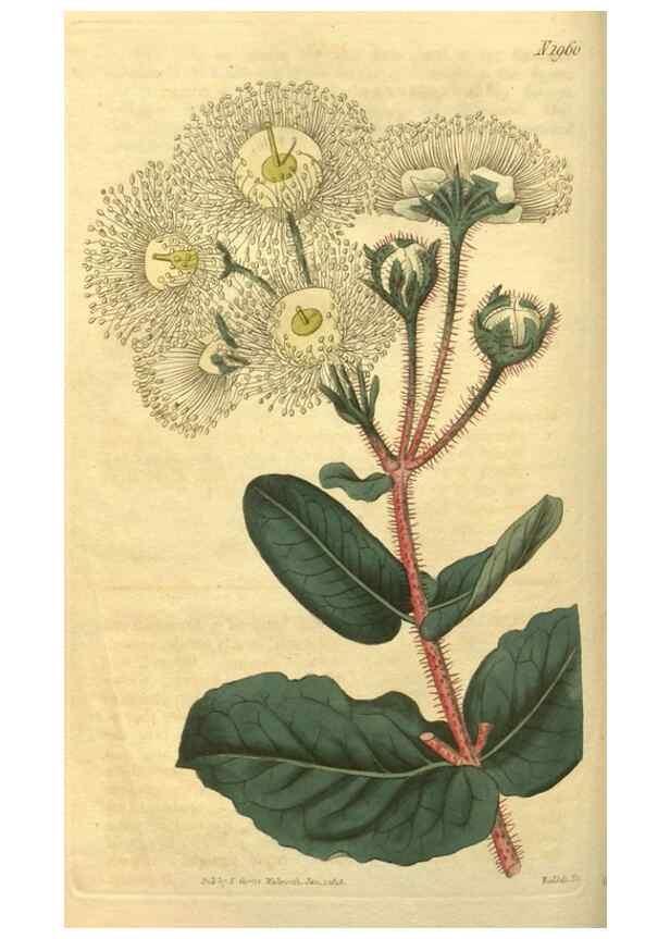 Reproducción/Reproduction 35189427075: Curtis's botanical magazine.. London ; New York [etc.] :Academic Press [etc.]