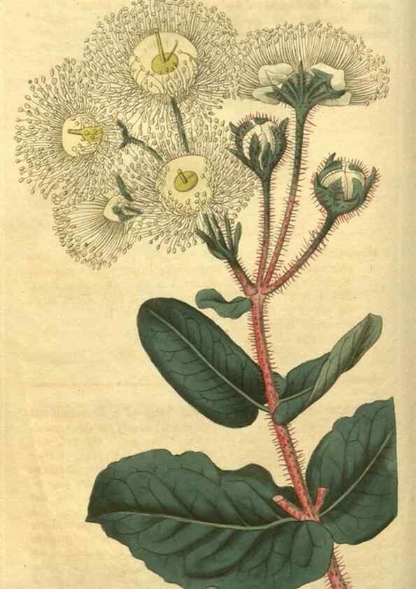 Reproducción/Reproduction 35189427075: Curtis's botanical magazine.. London ; New York [etc.] :Academic Press [etc.]