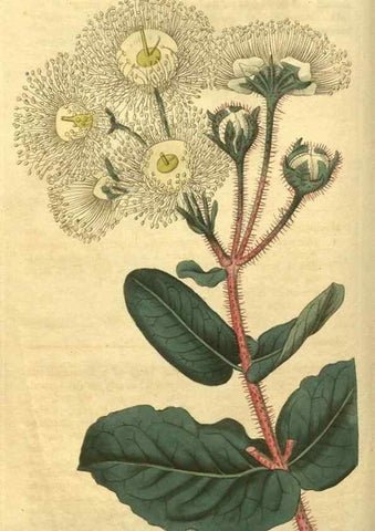 Reproducción/Reproduction 35189427075: Curtis's botanical magazine.. London ; New York [etc.] :Academic Press [etc.]