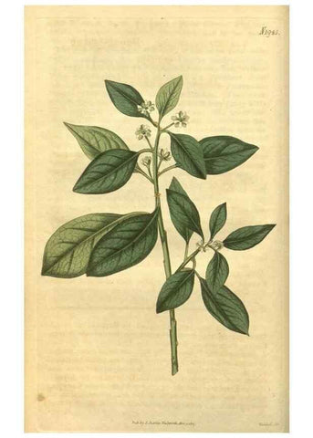 Reproducción/Reproduction 34344746294: Curtis's botanical magazine.. London ; New York [etc.] :Academic Press [etc.]