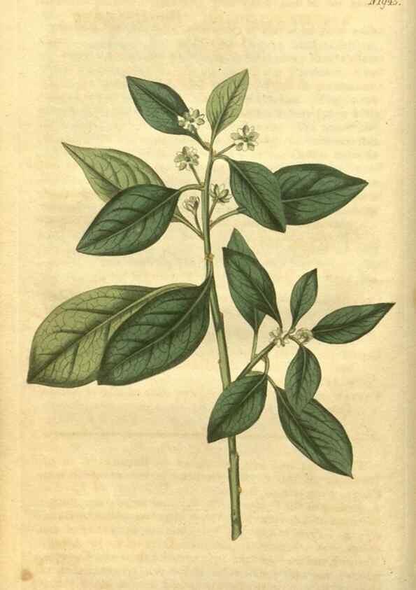 Reproducción/Reproduction 34344746294: Curtis's botanical magazine.. London ; New York [etc.] :Academic Press [etc.]