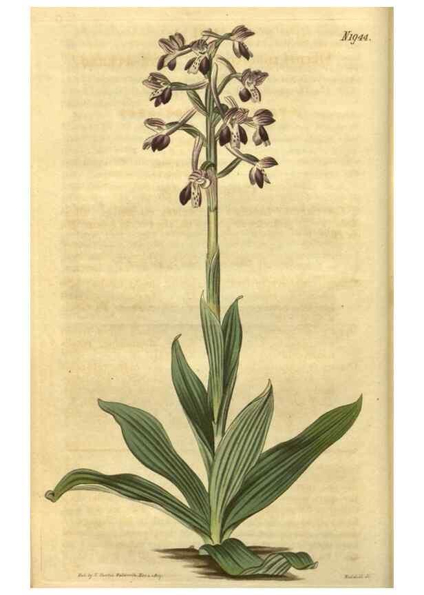 Reproducción/Reproduction 34344743924: Curtis's botanical magazine.. London ; New York [etc.] :Academic Press [etc.]