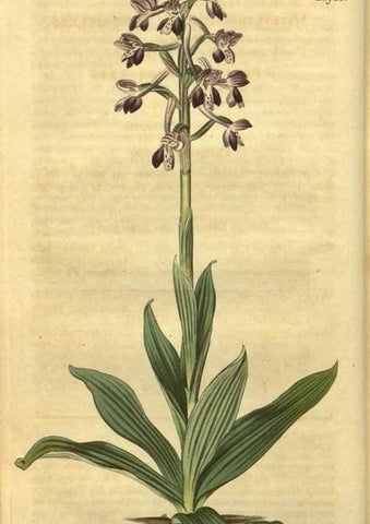 Reproducción/Reproduction 34344743924: Curtis's botanical magazine.. London ; New York [etc.] :Academic Press [etc.]