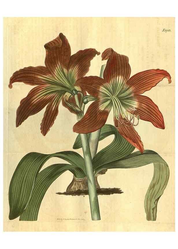 Reproducción/Reproduction 35058895941: Curtis's botanical magazine.. London ; New York [etc.] :Academic Press [etc.]