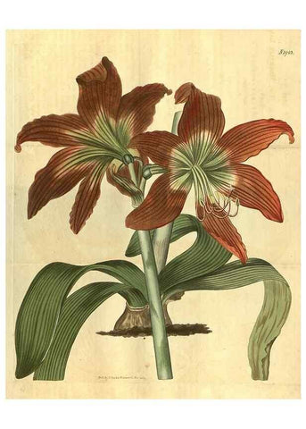 Reproducción/Reproduction 35058895941: Curtis's botanical magazine.. London ; New York [etc.] :Academic Press [etc.]