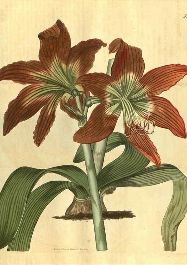 Reproducción/Reproduction 35058895941: Curtis's botanical magazine.. London ; New York [etc.] :Academic Press [etc.]