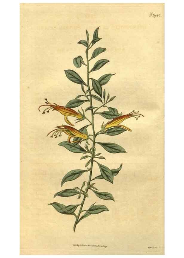 Reproducción/Reproduction 35058894491: Curtis's botanical magazine.. London ; New York [etc.] :Academic Press [etc.]