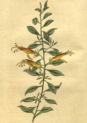 Reproducción/Reproduction 35058894491: Curtis's botanical magazine.. London ; New York [etc.] :Academic Press [etc.]