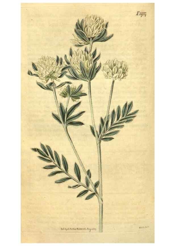 Reproducción/Reproduction 34379085803: Curtis's botanical magazine.. London ; New York [etc.] :Academic Press [etc.]
