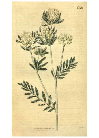 Reproducción/Reproduction 34379085803: Curtis's botanical magazine.. London ; New York [etc.] :Academic Press [etc.]