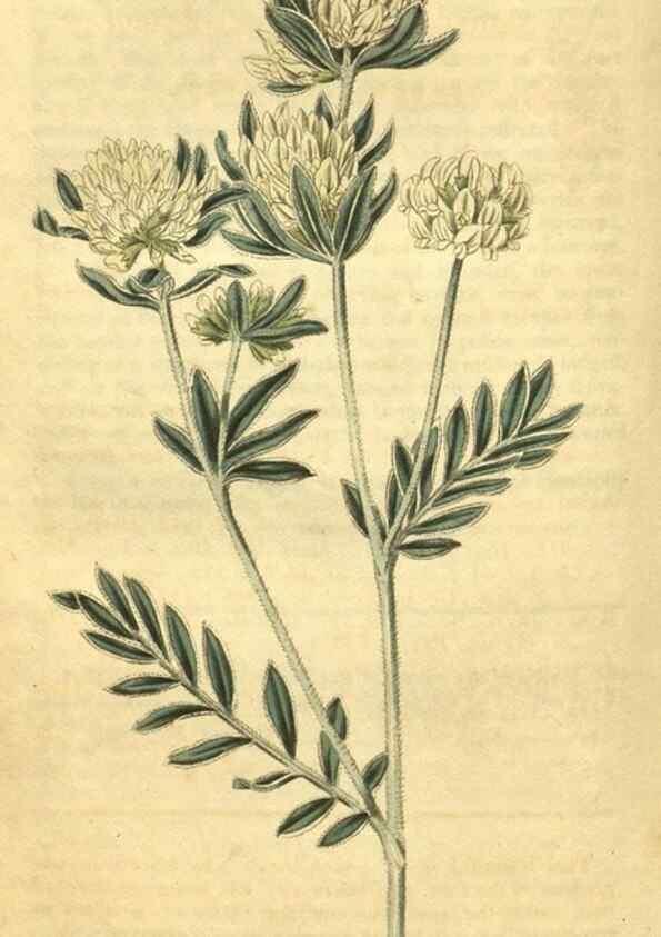Reproducción/Reproduction 34379085803: Curtis's botanical magazine.. London ; New York [etc.] :Academic Press [etc.]
