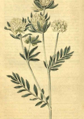 Reproducción/Reproduction 34379085803: Curtis's botanical magazine.. London ; New York [etc.] :Academic Press [etc.]
