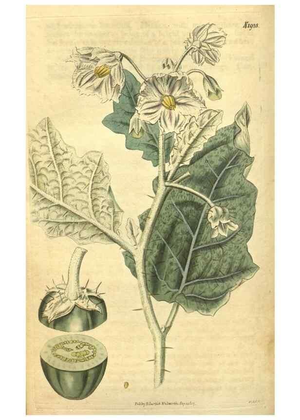 Reproducción/Reproduction 34802018300: Curtis's botanical magazine.. London ; New York [etc.] :Academic Press [etc.]
