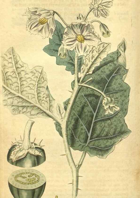 Reproducción/Reproduction 34802018300: Curtis's botanical magazine.. London ; New York [etc.] :Academic Press [etc.]