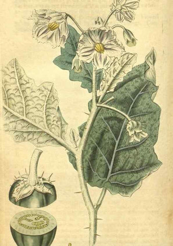 Reproducción/Reproduction 34802018300: Curtis's botanical magazine.. London ; New York [etc.] :Academic Press [etc.]