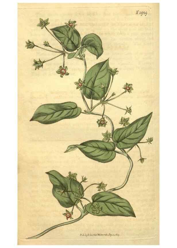 Reproducción/Reproduction 35057938721: Curtis's botanical magazine.. London ; New York [etc.] :Academic Press [etc.]
