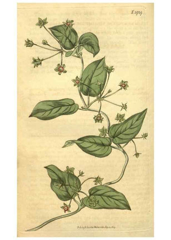 Reproducción/Reproduction 35057938721: Curtis's botanical magazine.. London ; New York [etc.] :Academic Press [etc.]