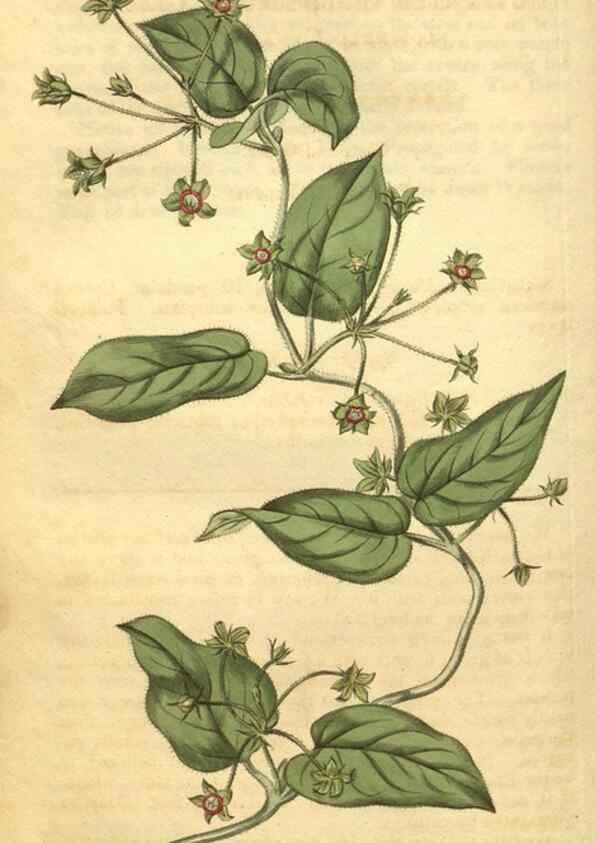 Reproducción/Reproduction 35057938721: Curtis's botanical magazine.. London ; New York [etc.] :Academic Press [etc.]
