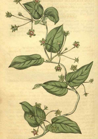 Reproducción/Reproduction 35057938721: Curtis's botanical magazine.. London ; New York [etc.] :Academic Press [etc.]