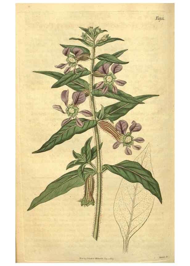 Reproducción/Reproduction 35057945051: Curtis's botanical magazine.. London ; New York [etc.] :Academic Press [etc.]