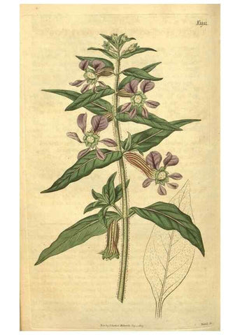 Reproducción/Reproduction 35057945051: Curtis's botanical magazine.. London ; New York [etc.] :Academic Press [etc.]