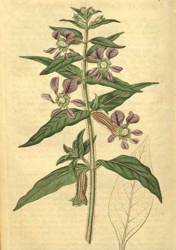 Reproducción/Reproduction 35057945051: Curtis's botanical magazine.. London ; New York [etc.] :Academic Press [etc.]
